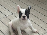 FRENCH BULLDOG YAVRU