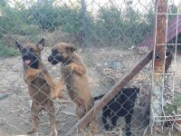 Erkek ve Dişi SAFKAN Malinois