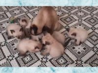SİYAM KEDİSİ YAVRULARI