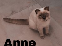 Scottish fold blue point long hair 0 kulak