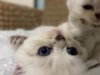 Güzel kızımız yuva arıyor scottish fold