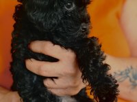 Safkan asil siyah Toy poodle yavrular