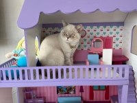 Blue point 7 aylık british shorthair