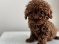Exotic Pet Club - Korea Poodle