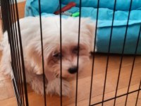 Yavru terrier maltese