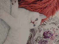 3 aylık british shorthair yavru ömürlük ailesini arıyor