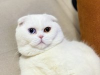 1.5 yaşında erkek scottish fold