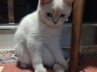 Dişi British Shorthair 5.5 Aylık Acil