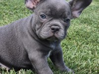 En Özel French Bulldog Yavruları Çiftlikten 