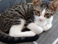 Sırtlan Yavrusu Kedimiz