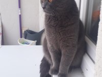 Reis ilanda british shorthair