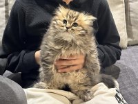 British Longhair