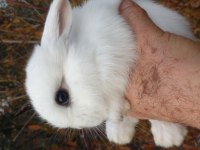 Mini lop tavşan yavruları