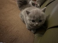 British shorthair ve british longhair yavrular Ankara