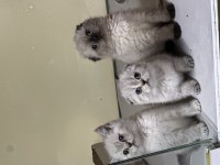 Sağlıklı Wc Eğitimli Scottish Fold