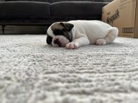 French buldog 1.5 aylık
