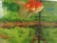Oranda yavruları