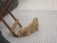 2.5 aylık maltipoo yavrumuz