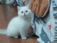 Birbirinde sevimli oyuncu bebek kediler