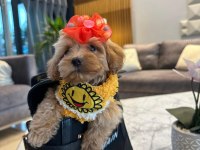 Türkiyenin en güzel maltipoo bebekleri