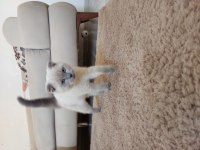 4 aylık scottish fold