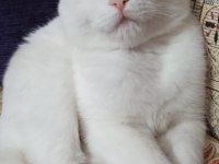 9 aylık dişi beyaz scottish fold sahiplendirme