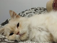ACİL SOKAKTA BULUNDU KEDİMİZ SAHİPLENDİRİLECEKTİR