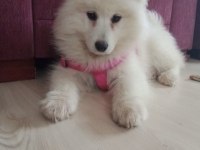 3 AYLIK SAMOYED KIZ