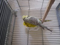 Show jumbo muhabbet kuşları