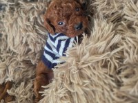 Yasal Köpek Çiftliğinden Toy Poodle Yavrularımız