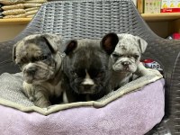 Erkek dişi french Bulldog köpekler