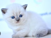 kedi blue point scottish fold scottish straight
