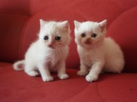SAFKAN BRITISH SHORTHAIR BLUE POINT YAVRULAR