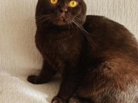 ÇİKOLATA OĞLAN KEDİMİZ ACİL YUVA ARIYOR