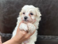 Yavru terrier köpeklerim