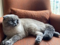 11 aylık yakışıklı scottish fold yeni yuvasını arıyor