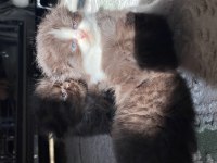 British longhair british shorthair yavru kediler
