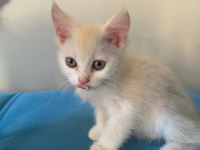 1 yaşında anne ve kızımız british shorthair