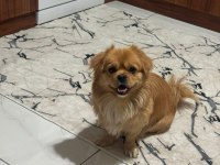 Pekinez köpeğim