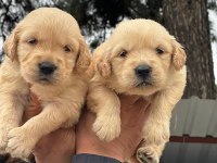 A kalitede birbirinden güzel golden retriever yavrularımız