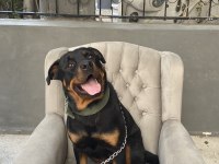 1.5 Yaşındaki Kızıma Erkek Eş Arıyorum Rottweiler