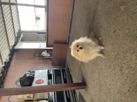 Pomeranian spitz 1.5 yaşında erkek