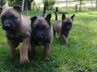 Belçika Malinois Yavruları