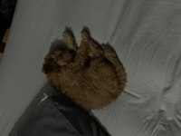 2 AYLIK ERKEK TOY POODLE