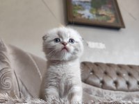 British shorthair ve scottish fold yavru köpeklerimiz