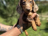 KALİTELİ DACHSHUND YAVRULARIMIZ
