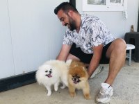 Ayı surat pomeranian bebekler veteriner kontrolünde teslim