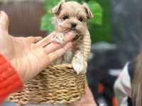 Vitrin güzeli maltipoo
