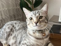Ücretsiz sahiplendirilecek çok uysal sakin british shorthair