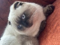 Sakin ve akıllı 1 yaşını tamamlamış blue point scottish fold